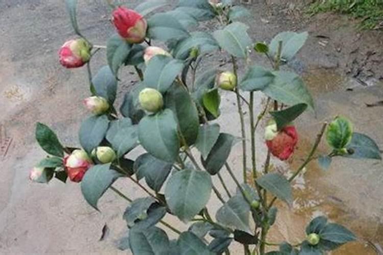 钙镁磷肥多施什么害处