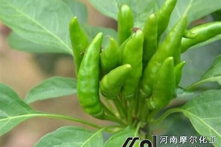 人们为什么称柴达木为‘‘盐的世界’’