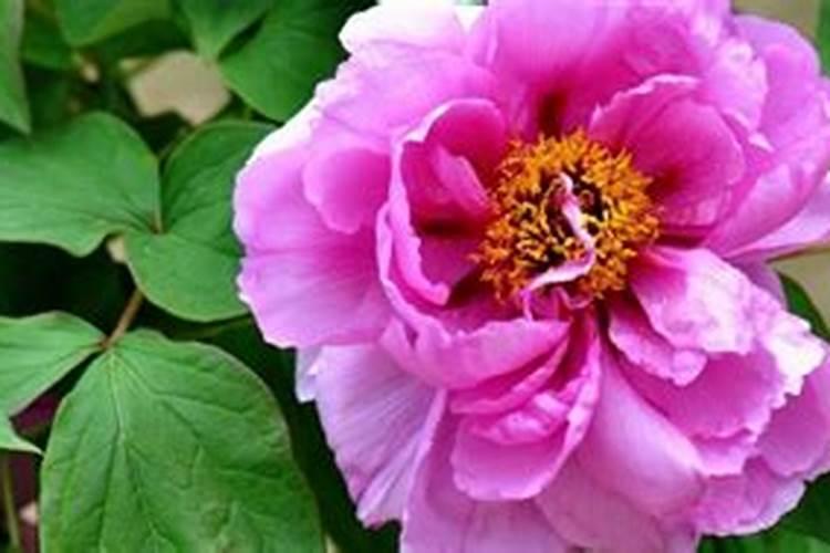 移栽牡丹花如何浇水
