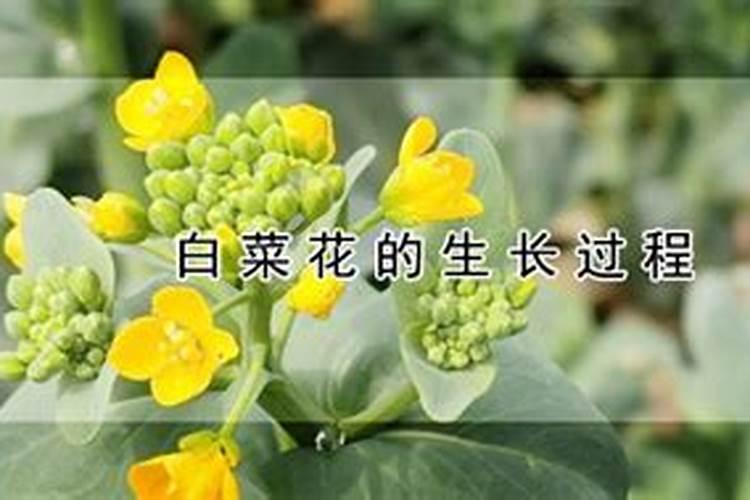 黄白菜花片是什么原因造成的,怎样预防花片