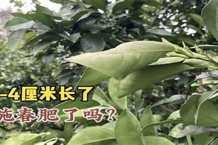 为什么春季多氮肥