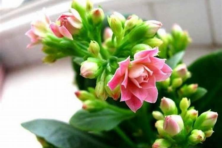 长寿花有花苞了能施肥吗