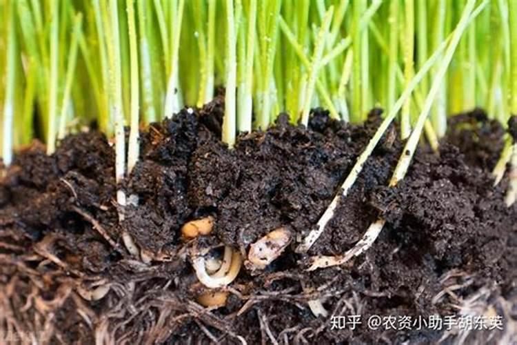 网上买的裸根发财树多久发芽？