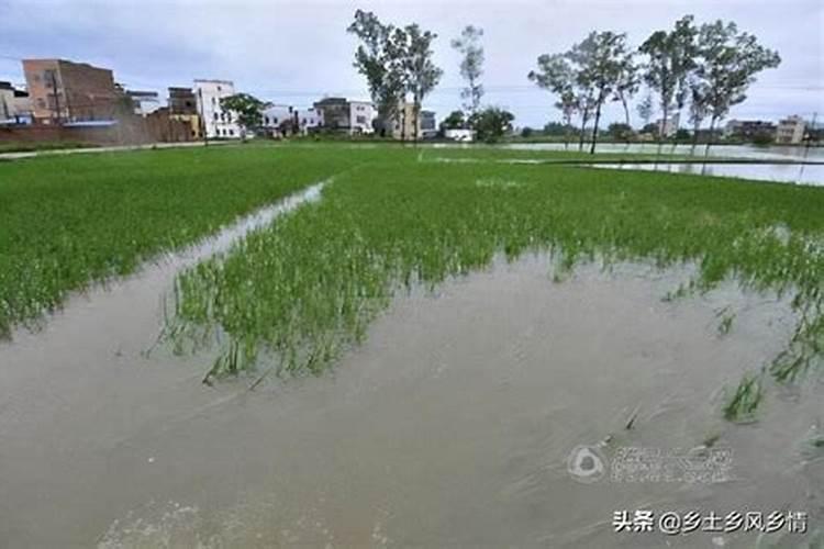 花生在什么时候打磷酸二氢钾(磷酸二氢钾花生使用方法)