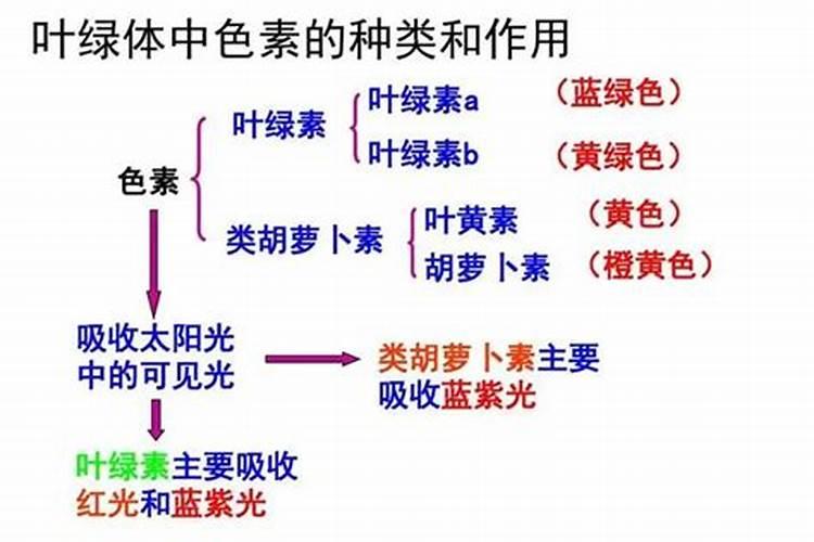 芸苔素能促进生根吗