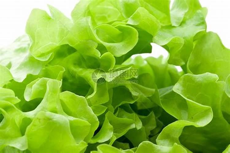 芸苔素功能特点