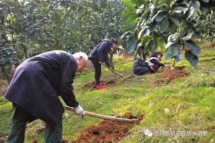 冲施肥在果树使用方法