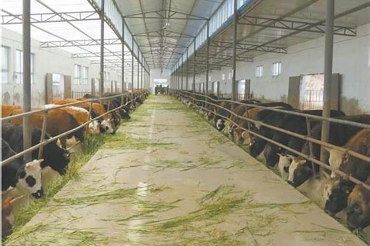 农业大棚项目在海西州哪些地区可以搞