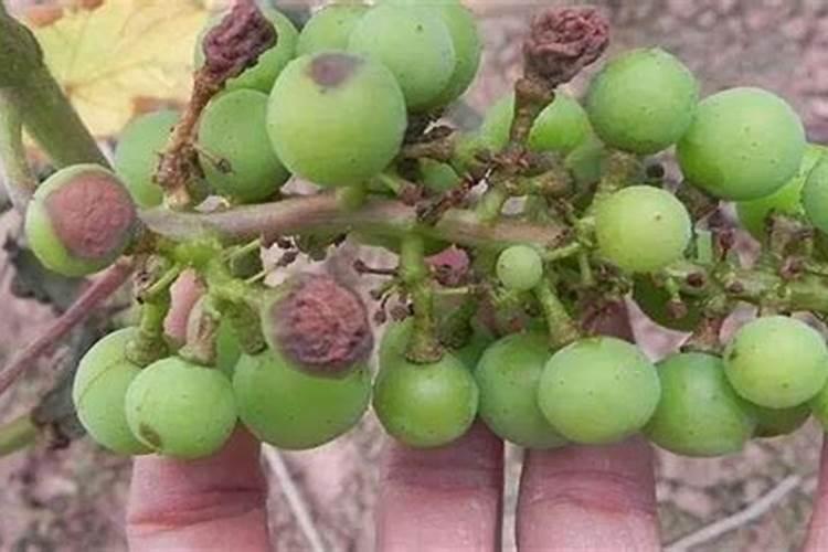 种植萝卜如何施硼肥？施硼肥都有哪些好处呢？