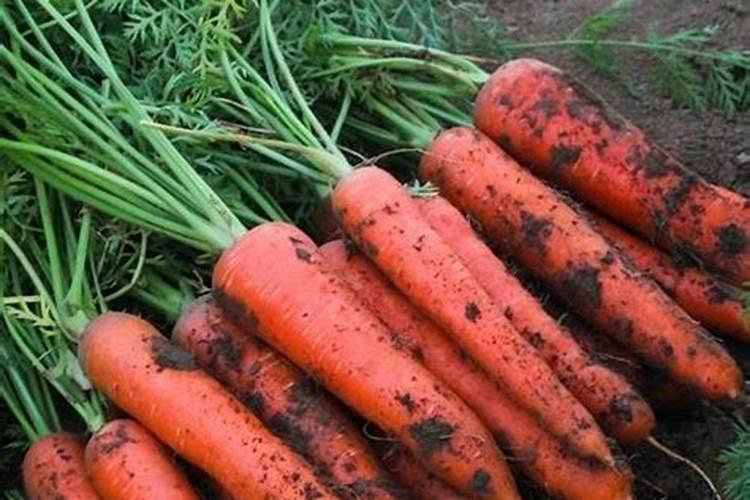 胡萝卜施肥用什么肥料