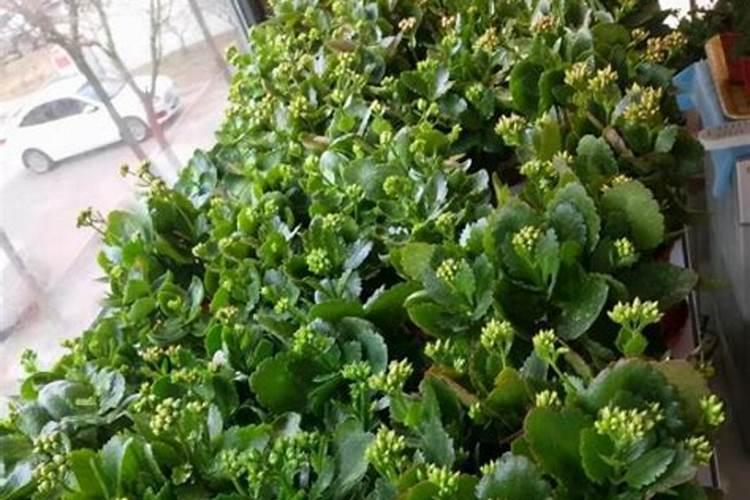长寿花修剪后施什么肥花卉百科