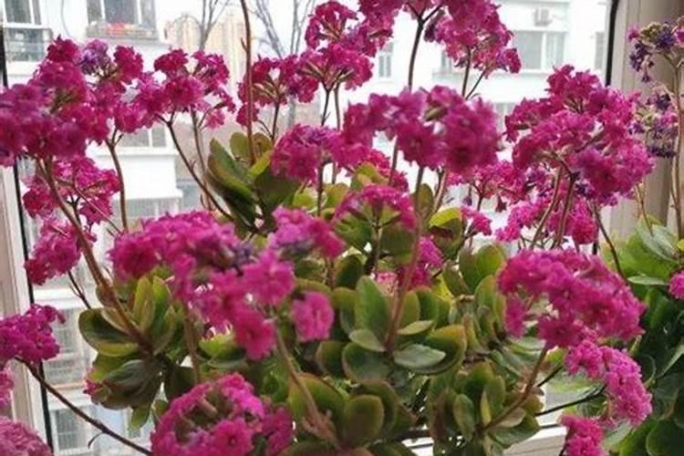 长寿花施什么肥好,长寿花施氮磷钾肥料最好
