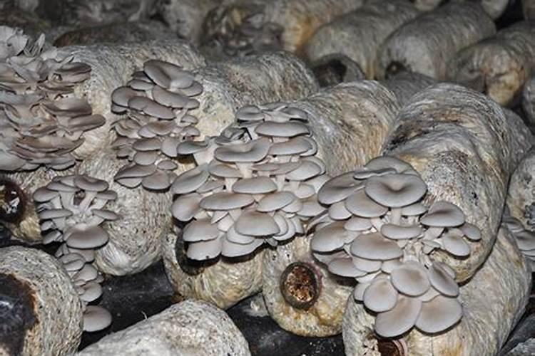 平菇种植常见误区是什么