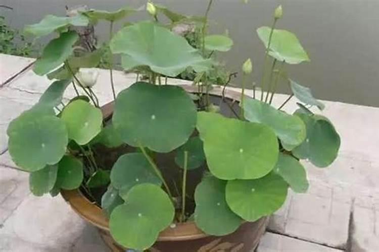 水生植物盆栽有哪些