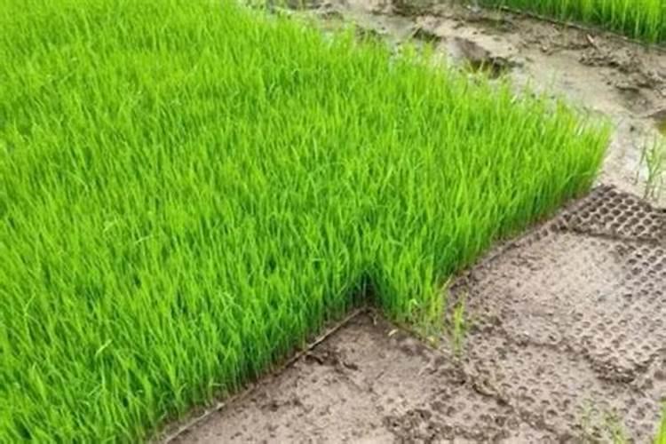 四川得荣特产:得荣树椒