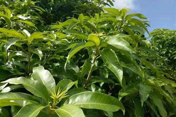 芒果用什么肥料能快速成长？施肥几次？