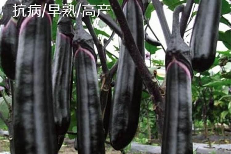 茄子长的慢喷什么叶面肥好？
