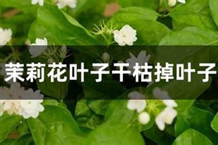 只开花不结果是缺乏什么维生素配饰缺乏什么无机盐导致的