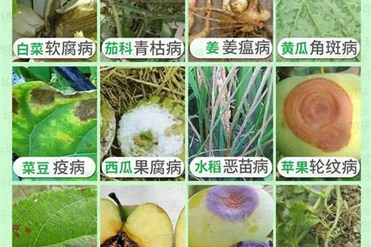 桔子树施什么肥才会甜