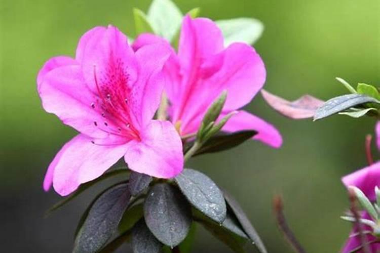 杜鹃花施什么肥料好 杜鹃花适合施哪种肥