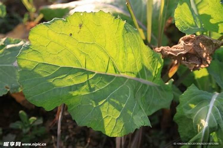 黄腐酸钾的使用!含钾量是多少
