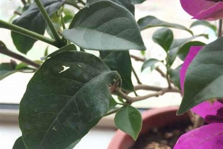 三角梅如何催花,,正确的施肥方法