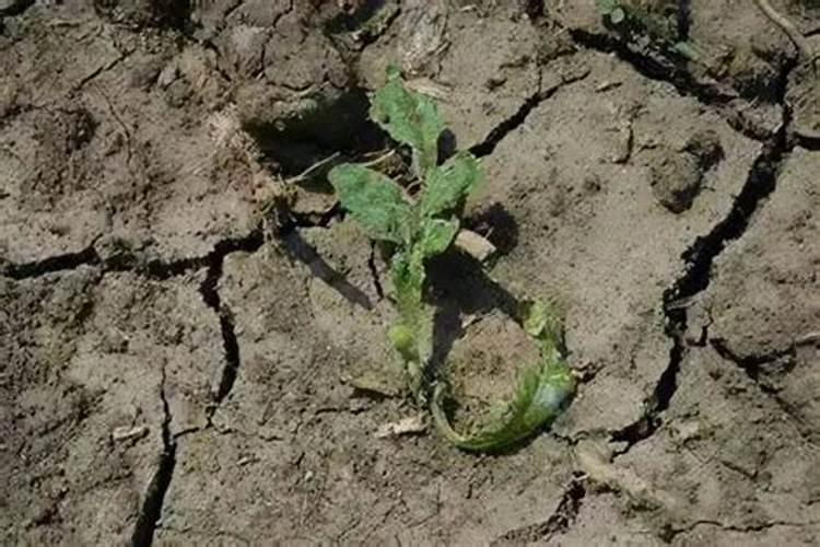 百倍邦13527海藻肥批发价格