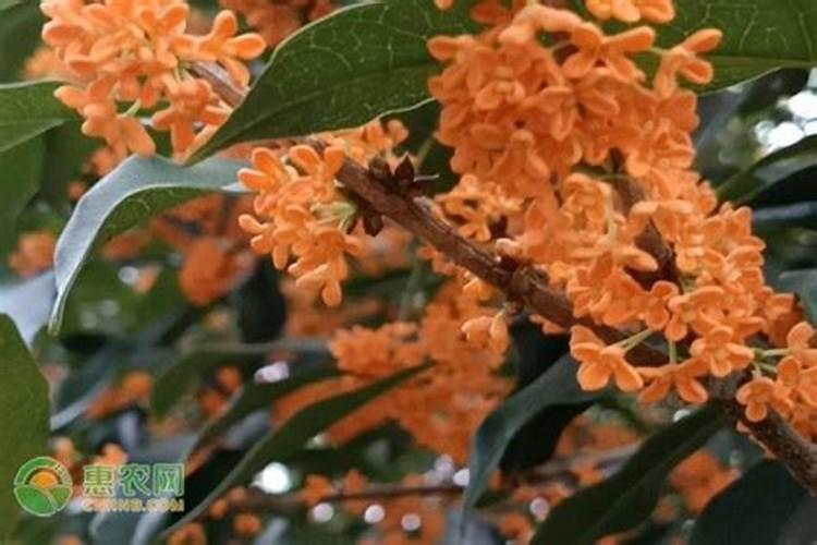 怎样能使桂花树长的快？施什么肥？怎样施肥？