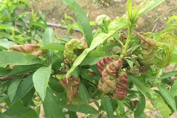 桃树用什么肥料最好