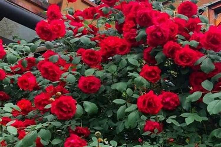 如何给月季花施肥