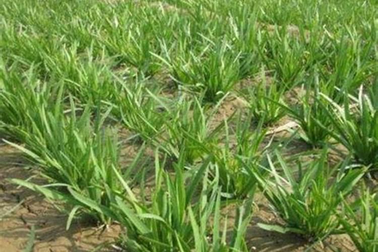 韭菜根放几天还能栽吗韭菜根种植后多久可以长好