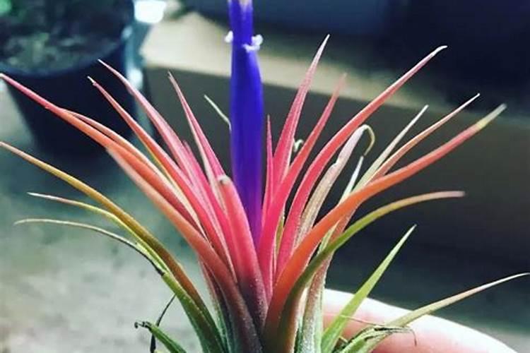 凤梨花使用什么样的肥料好？促使开花的