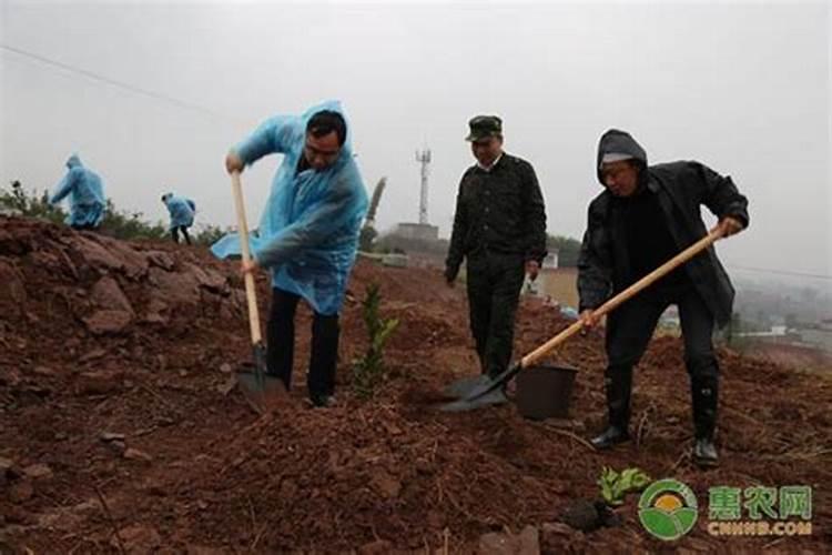种果苗用什么肥料做底肥不烧苗
