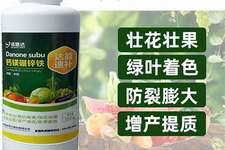 君子兰不开花怎么办