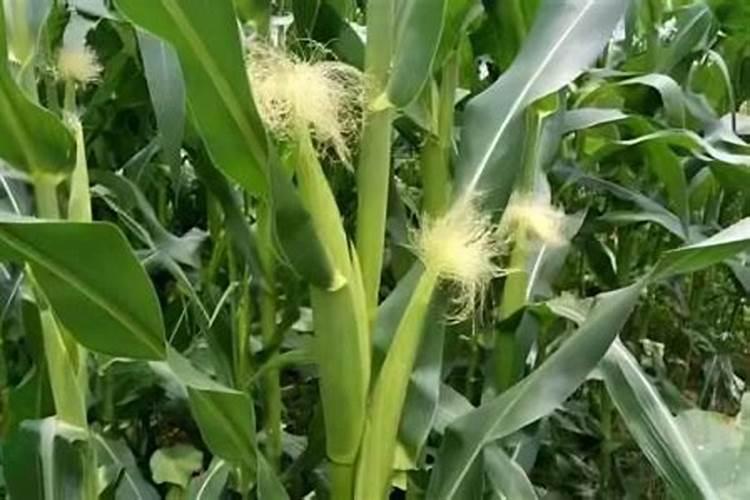 种玉米最好的肥料是什么？