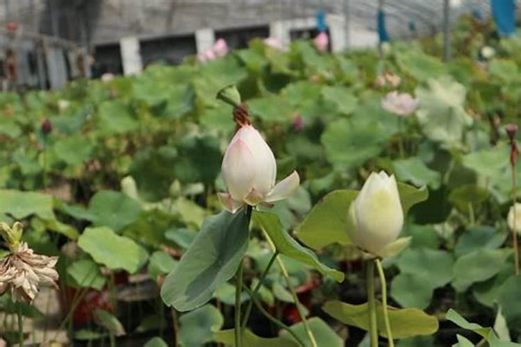 一亩烤烟用多少钾肥 什么时候施钾肥好
