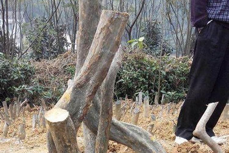 茶树复合肥施多了会死吗？