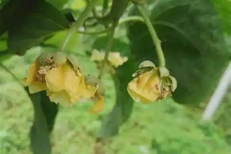 猕猴桃花腐病用什么药防治(目前猕猴桃花腐病防治措施)