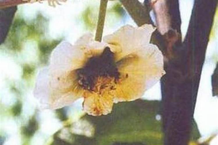 猕猴桃花腐病用什么杀菌剂？