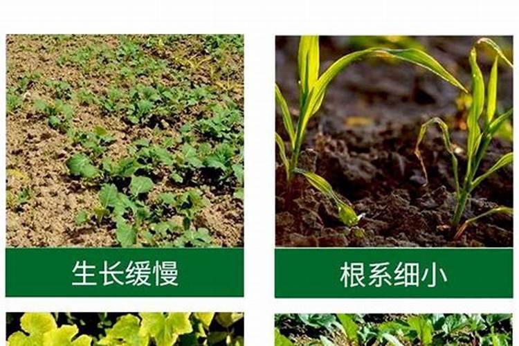 温室大棚豆角栽培,如何管理才能获得较高产量？