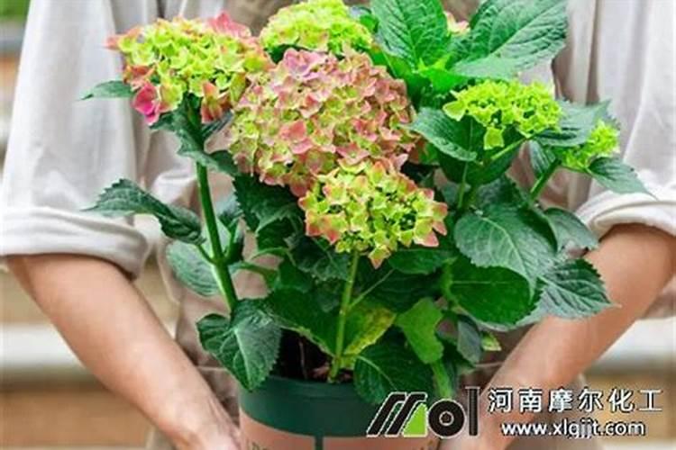 兰花冬天施什么肥最好 兰花冬天施肥方法