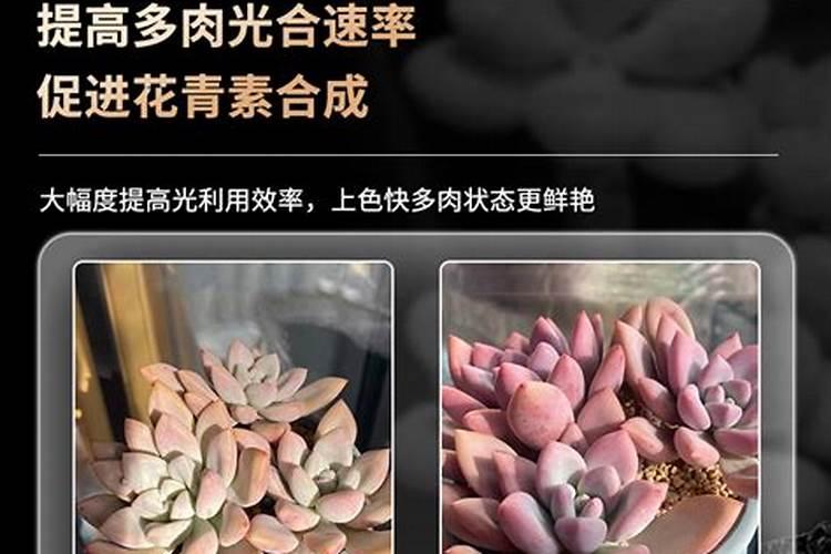 什么牌子的花芽素最好