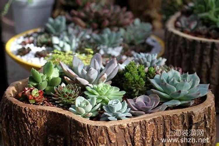 盆栽多肉植物施什么肥 该如何施肥