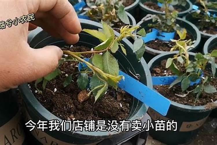 姜出现小苗长不大,该如何施肥？