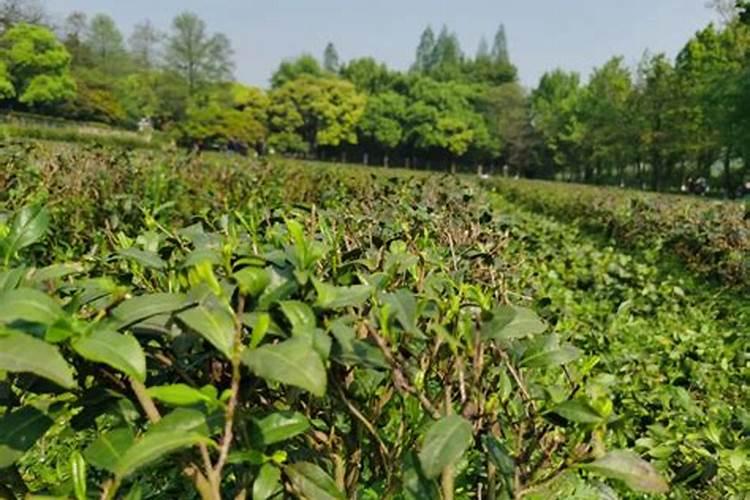 茶叶施什么肥