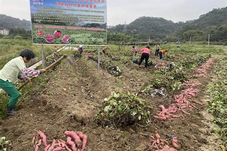 红薯种植几天可以打肥水,主要是打什么肥多少斤/亩？