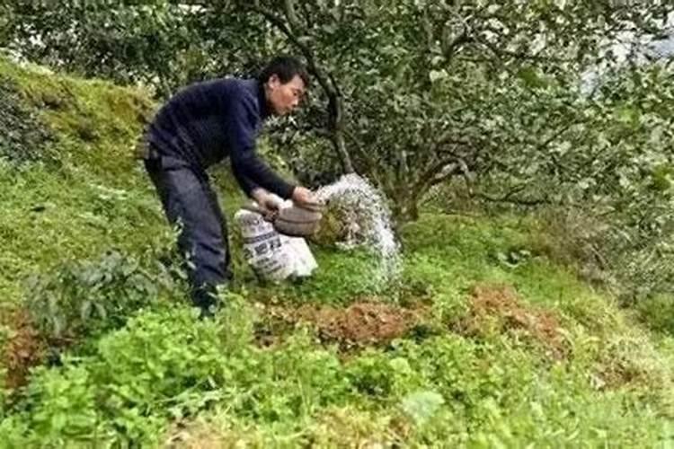 不开花缺什么肥料