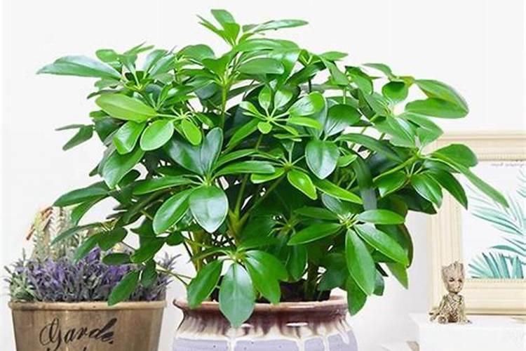 八方来财一盆栽几株最好