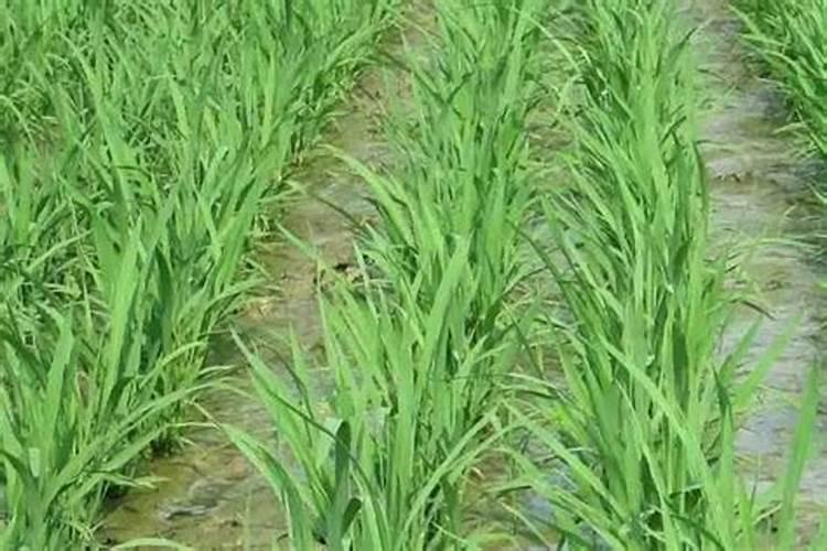 温宿县水稻拔节期至抽穗期 水稻田间管理措施总结