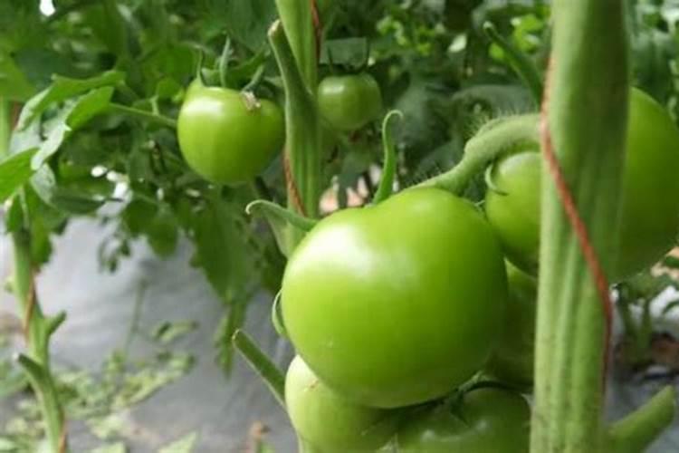 西红柿最忌讳的肥料是什么？西红柿正确的施肥方法,一定要掌握好百度...